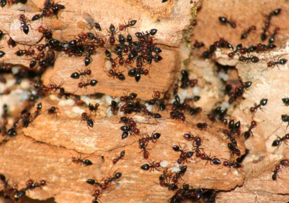 Ants Pest Control