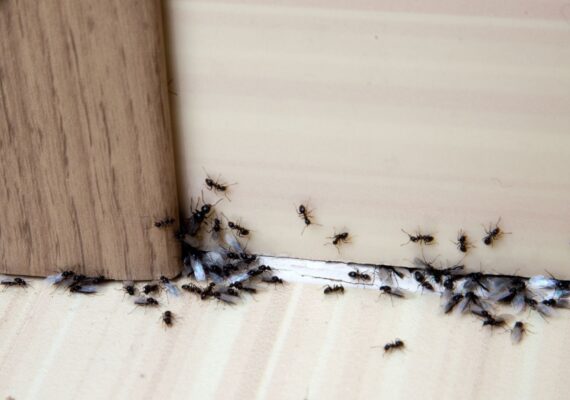 Ants Pest Control