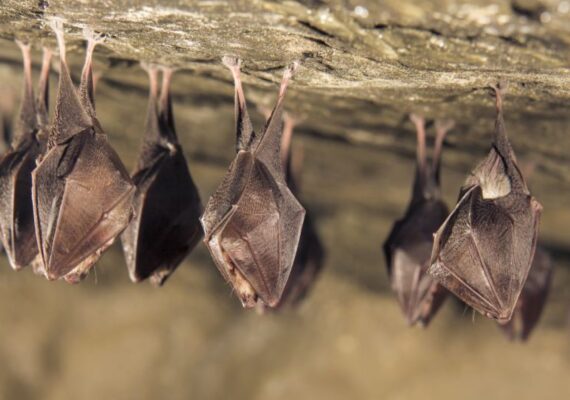 Bats Pest Control