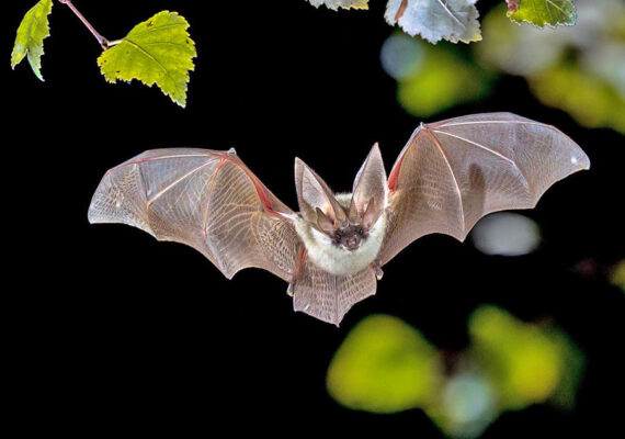 Bats Pest Control