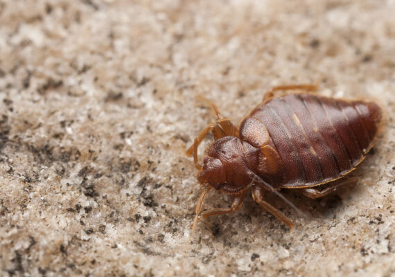 Bed Bugs Pest Control