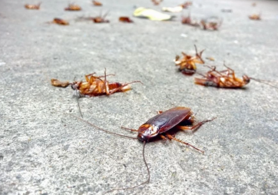Cockroaches Pest control Services
