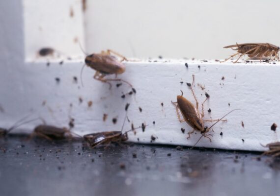 Cockroaches Pest control Services