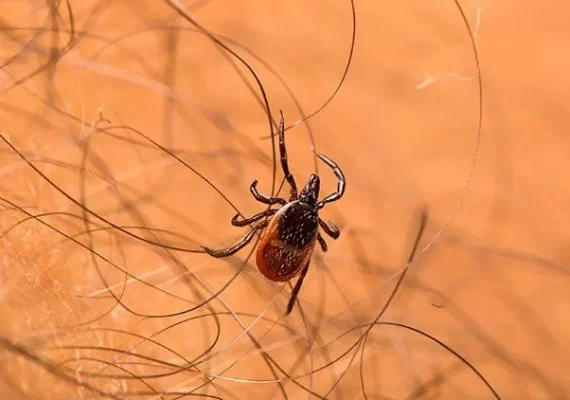 Fleas and Ticks Pest Control