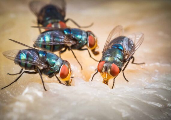Flies Pest Control