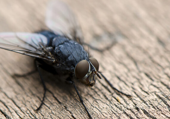 Flies Pest Control