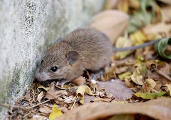 Mice Pest Control