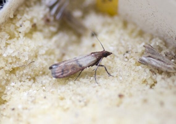 Moth Pest Control