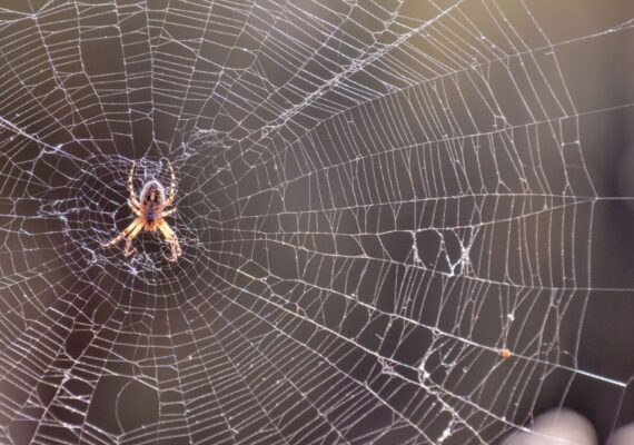 Spiders Pest Control