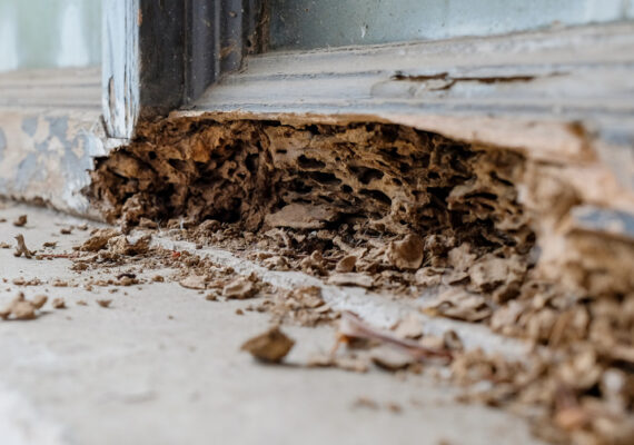 Termites Pest Control