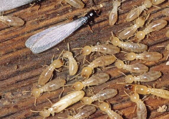 Termites Pest Control