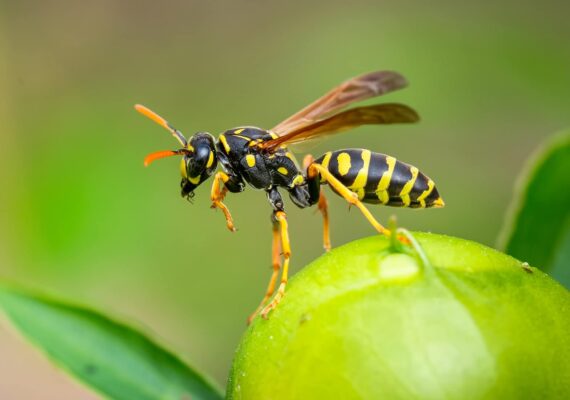 Wasps Pest Control