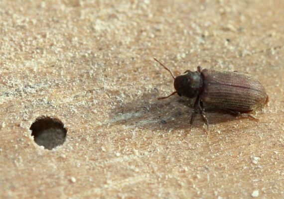 Wood Destroying Beetles and organisms