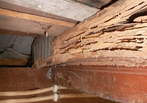 Wood Destroying Beetles and organisms